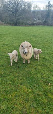 Image 3 of Ryeland ewes with lambs a foot