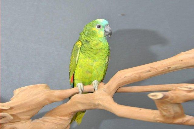 Preview of the first image of Baby Blue Fronted Amazon Talking Parrot,19.