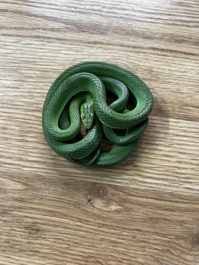 Preview of the first image of Cb21 Male Reins Ratsnake.