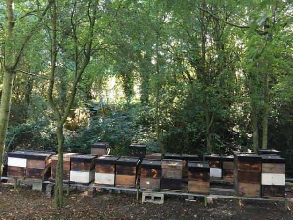 Image 9 of Bee Nucs overwintered 2024 for sale
