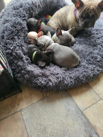 Image 7 of French bulldog pups looking for there forever homest