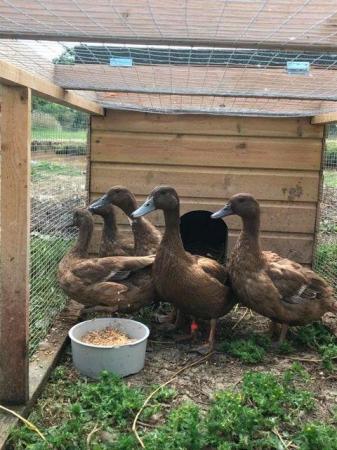 Image 1 of KHAKI CAMPBELL FEMALE DUCKS / READY NOW TO COLLECT