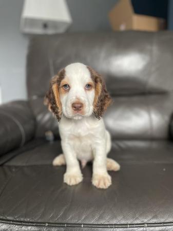 Image 11 of beautiful cocker spanielready now 1 boy left ready now
