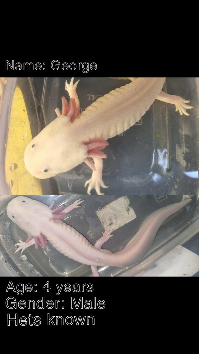 Preview of the first image of Adults male axolotls for sale.