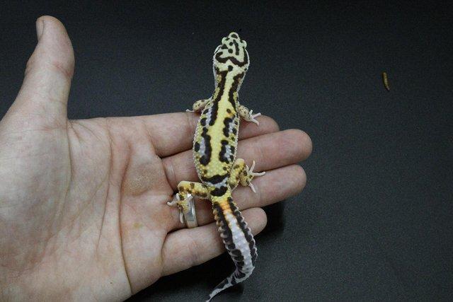 Image 5 of Leopard Gecko (Bold Bandit) (poss hets below) hatch 28/7/23