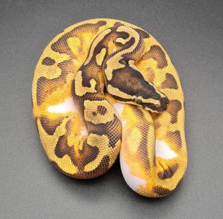 Image 6 of Enchi Yellow Belly Pied Male Ball Python 220105