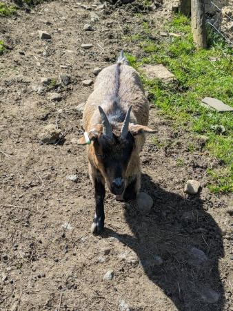 Image 2 of 2 x Pigmy goats, female