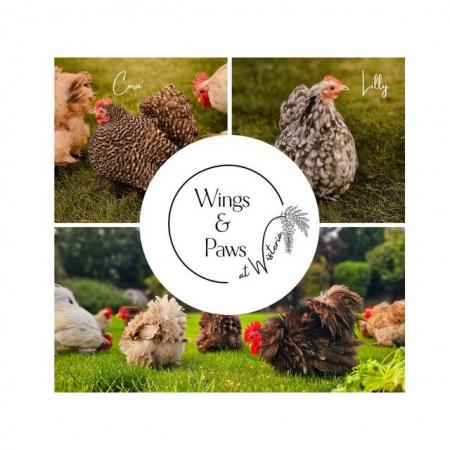 Image 3 of Home Reared Pekin Bantams - Hatching Eggs/Chicks/Pullets/POL