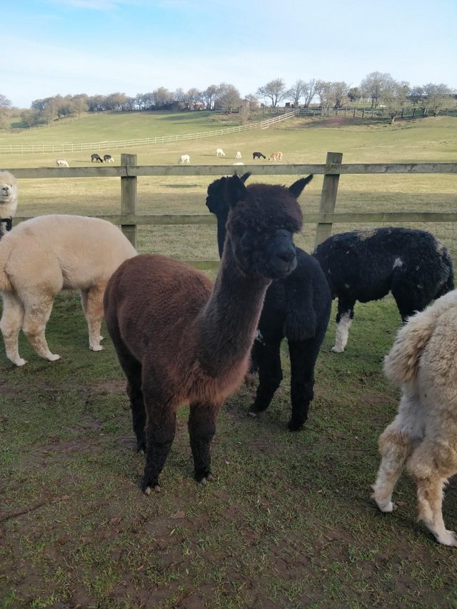 Preview of the first image of Selection of female Alpacas for sale.