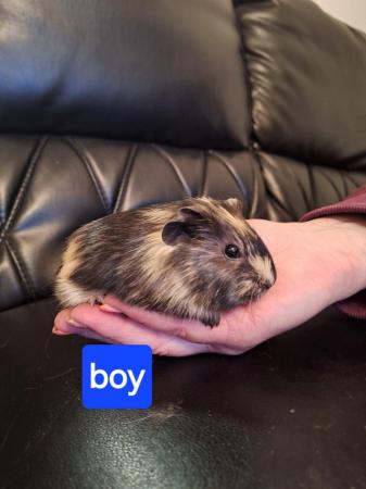 Image 2 of Baby guinea pigs for sale