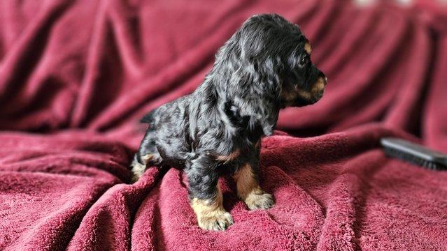 Image 15 of Show type KC Cocker spaniel puppies 8 weeks old