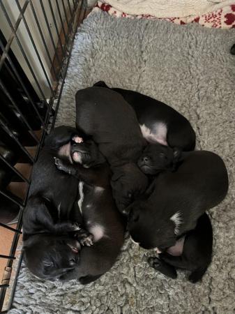 Image 7 of Patterdale/Jack Russell Terrier Puppies
