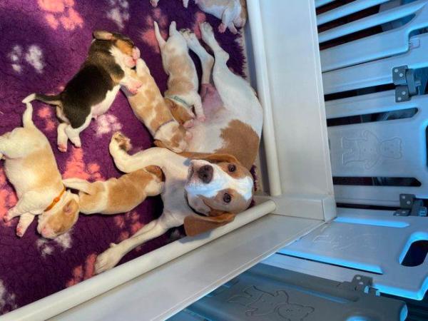 Image 4 of Stunning KC registered beagle puppies