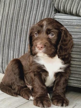 Image 1 of 2 Brown Spaniel Boys Looking for there Homes RTL 22.04