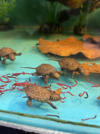 Image 3 of Baby European Pond Turtles At Urban Exotics
