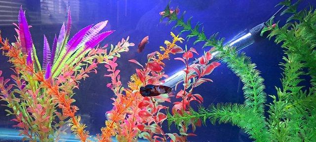 Image 2 of Tank full of tropical fish