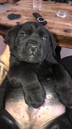 Image 23 of grand champion bloodlines cane corso pups. 10 weeks old.