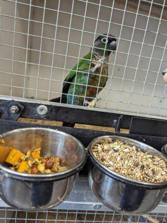 Image 5 of Green cheeked conure breeding pairs