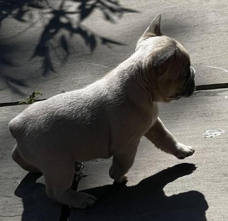 Image 8 of QUALITY TRUE TO TYPE FRENCH BULLDOG PUPPIES