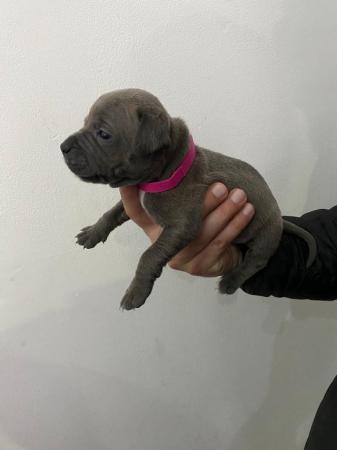 Image 14 of Adorable staffy puppys A
