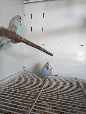 Image 5 of Budgies for sale males and females