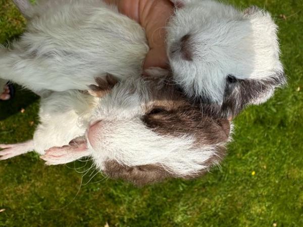 Image 8 of Baby Guineapigs, ready for new homes-hopefully with children