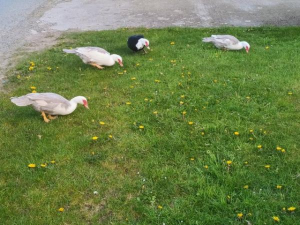 Image 3 of 4 muscovy ducks for sale and a drake