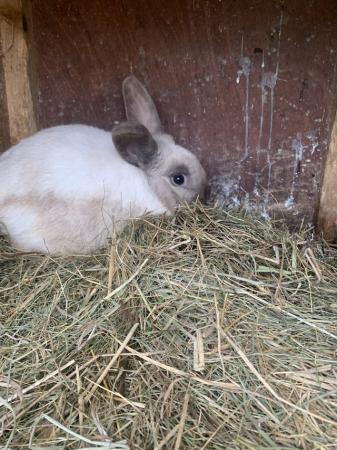 Image 2 of One year old boy rabbit