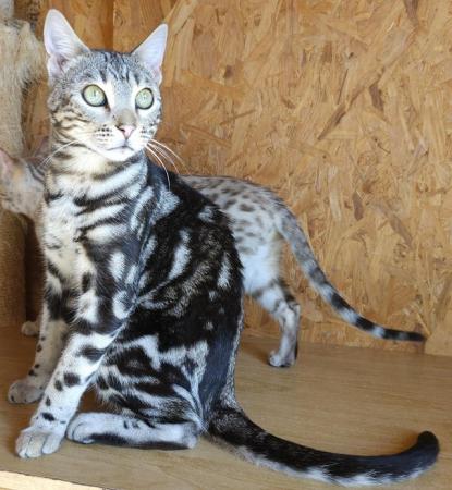 Image 2 of Stunning Silver Marbled Boy Available