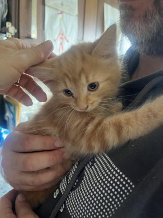 Image 6 of Last one !! Be quick,Beautiful fluffy ginger kittenxx