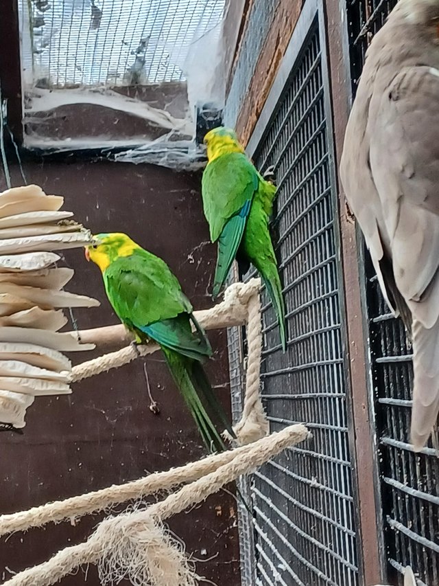 Preview of the first image of Three Barraband cockbirds.