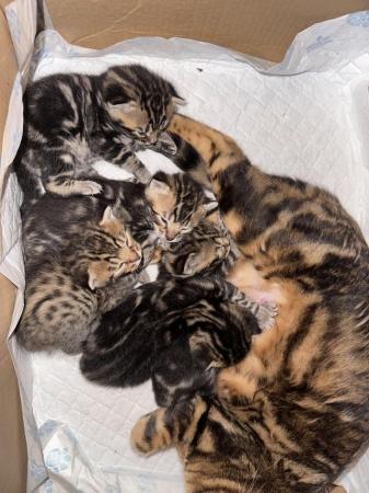 Image 5 of 4 week old Bengal cross kittens