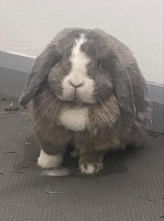 Image 1 of Female Mini Lop 2 years old