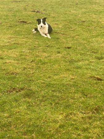 Image 2 of 1 YEAR OLD BLACK AND WHITE BORDER COLLIE BOY FOR SALE