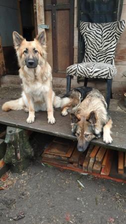 German Shepherd Dogs For Sale in Derby, Quarndon - Image 3