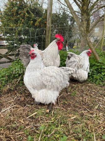 Image 3 of Lavender Orpington largefowl Hatching eggs postage available