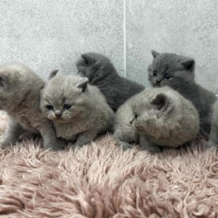 Image 15 of Gorgeous Pedigree British Shorthair Kittens GCCF