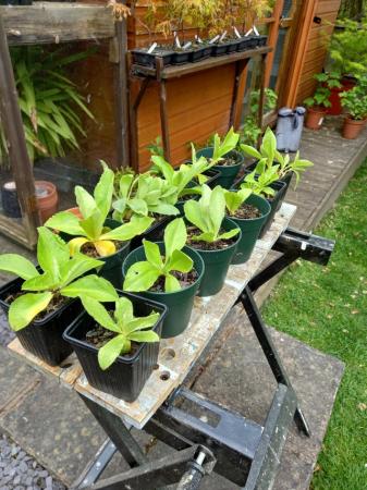Image 3 of Young auricula plants for sale