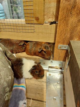 Image 6 of 5 week old baby guinea pigs