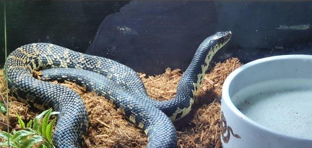 Image 3 of Adult male Giant Hognose Snake
