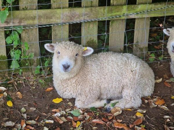 Image 4 of Ryeland coloured lambs for sale