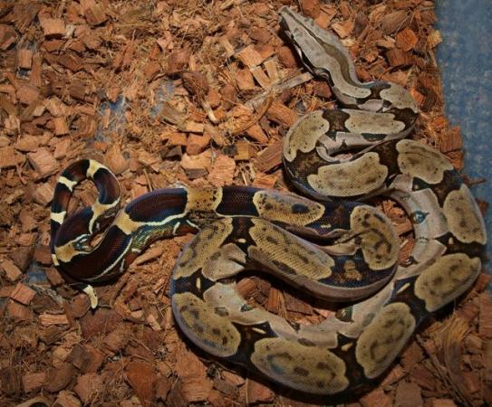 Image 6 of Suriname BCC (True red tail boa constrictor)