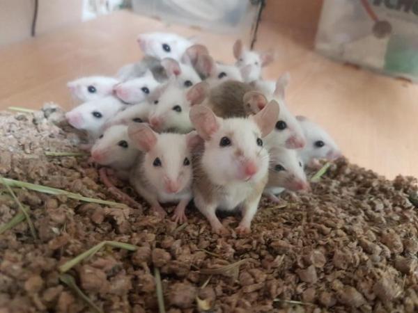 Image 4 of African Soft Fur (ASF) mice for sale - priced per pair