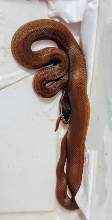 Image 4 of African House snakes cb24 100% het albino