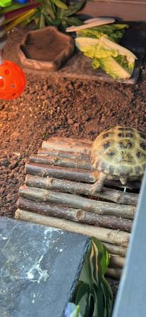 Image 3 of 2 year old horsefield tortoise full set up