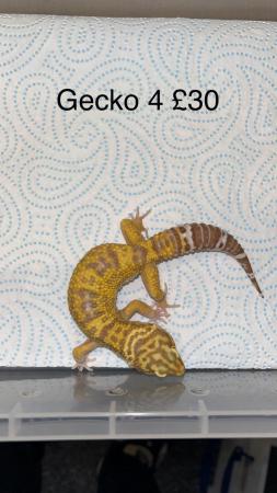 Image 5 of 4 male leopard geckos for sale