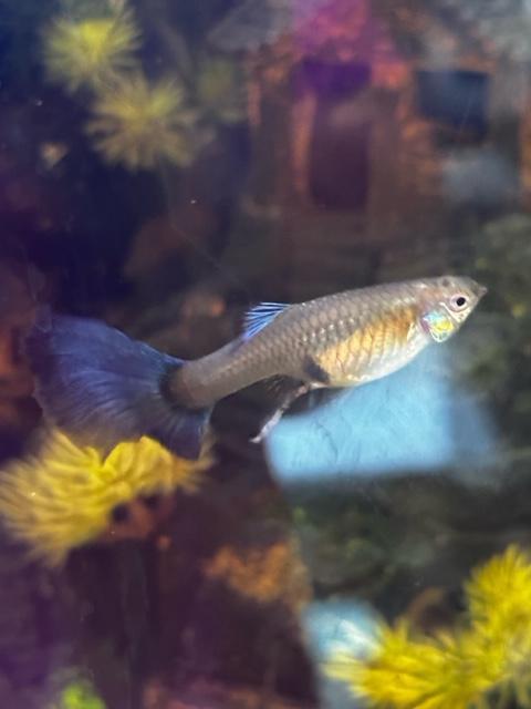 Preview of the first image of Japanese Blue Tail Guppies For Sale.