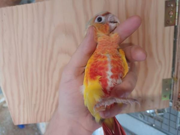 Image 5 of Baby pineapple conures looking for loving homes different mu