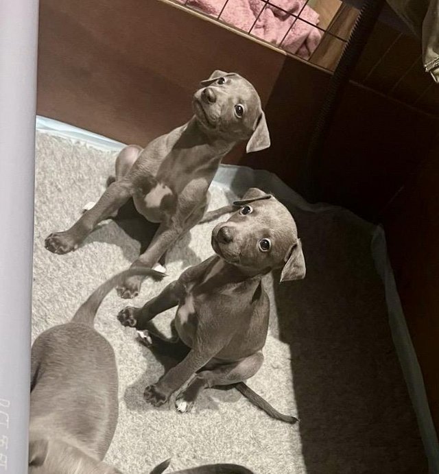 Preview of the first image of Whippets, Stunning Litter of KC reg Blue Puppies.