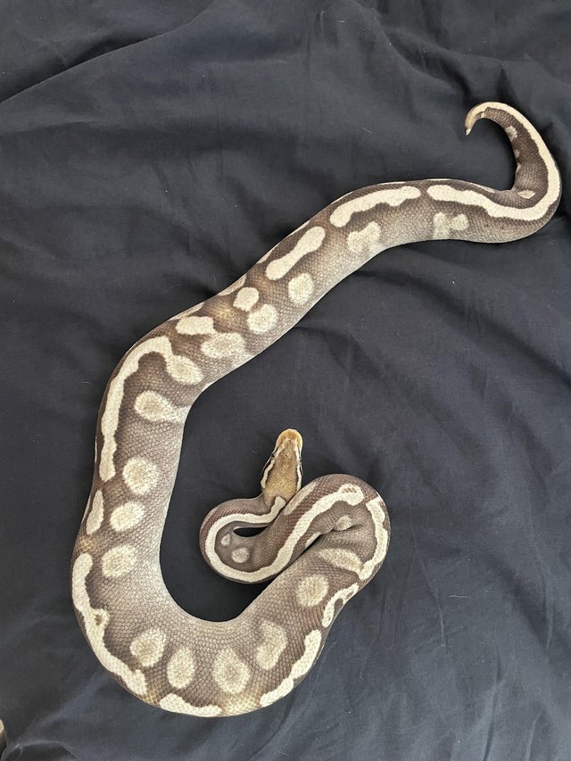 Preview of the first image of Royal Python Clowns ,GHI,Mojave.